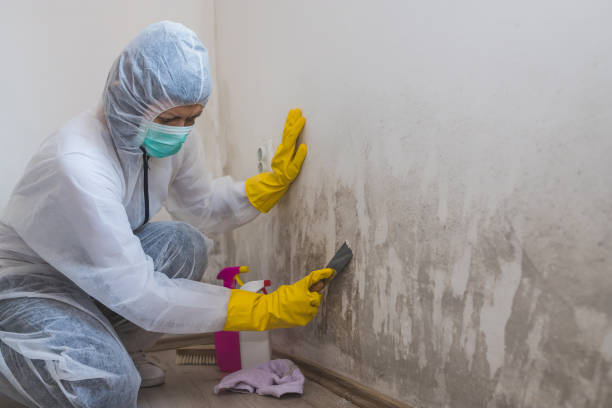 Best Residential Mold Remediation in Dellwood, MO