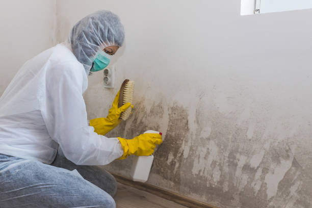 Best Basement Mold Remediation in Dellwood, MO