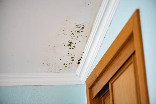 Best Post-Flood Mold Remediation in Dellwood, MO