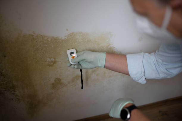 Best Black Mold Remediation in Dellwood, MO