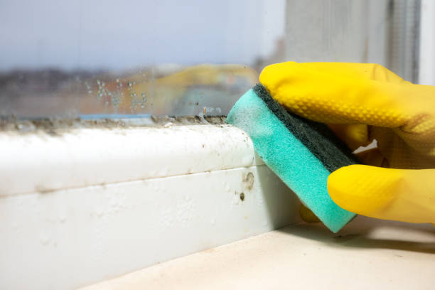 Best Crawl Space Mold Remediation in Dellwood, MO