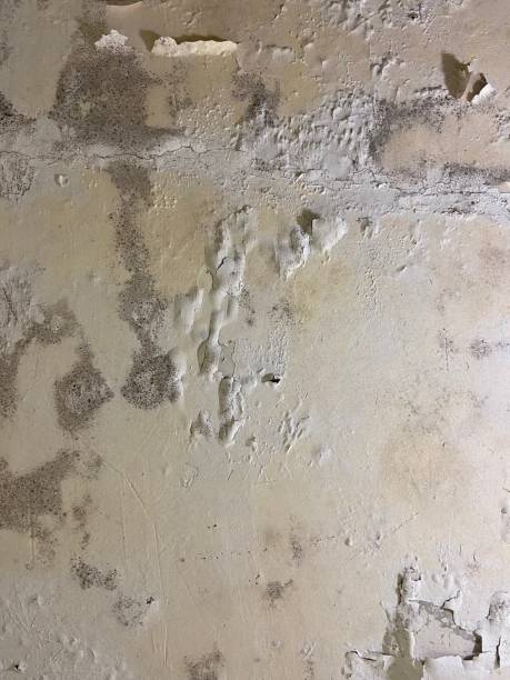 Best Localized Mold Remediation (e.g., coastal areas, humid climates) in Dellwood, MO
