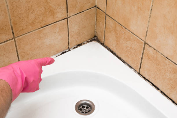 Reliable Dellwood, MO Mold Remediation Solutions